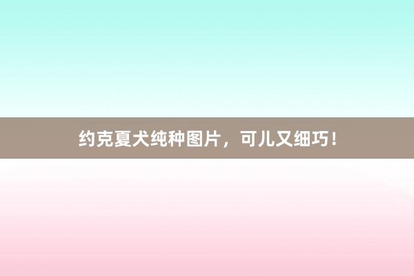 约克夏犬纯种图片，可儿又细巧！
